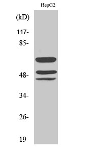 Fig. Western Blot analysis of various cells using Phospho-Shc (Y427) Polyclonal Antibody diluted at 1:500.