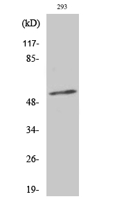 Fig. Western Blot analysis of various cells using Phospho-Synaptotagmin 1/2 (T202/199) Polyclonal Antibody.