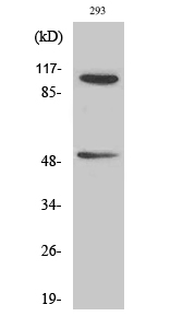 Fig. Western Blot analysis of various cells using Phospho-NFκB-p105/p50 (S337) Polyclonal Antibody diluted at 1:500.