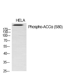 Fig.1. Western Blot analysis of various cells using Phospho-ACCα (S80) Polyclonal Antibody diluted at 1:1000.