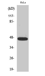 Fig.2. Western Blot analysis of HeLa cells using Phospho-Caspase-9 (T125) Polyclonal Antibody diluted at 1:500.