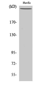 Fig. Western Blot analysis of various cells using Phospho-Filamin 1 (S2152) Polyclonal Antibody diluted at 1:2000.