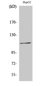 Fig. Western Blot analysis of various cells using Phospho-Ksr-1 (S392) Polyclonal Antibody.