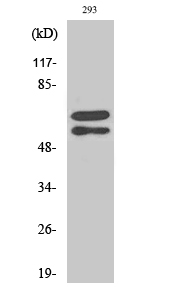 Fig.2. Western Blot analysis of 293 cells using Phospho-Lyn (Y508) Polyclonal Antibody diluted at 1:1000.