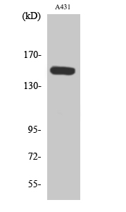 Fig. Western Blot analysis of various cells using Phospho-PLC β3 (S1105) Polyclonal Antibody diluted at 1:1000.