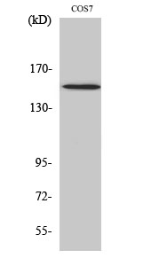 Fig. Western Blot analysis of various cells using Phospho-PLC γ1 (Y771) Polyclonal Antibody.
