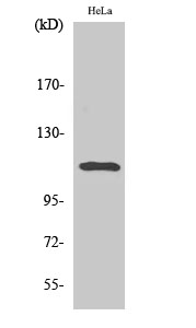 Fig. Western Blot analysis of various cells using Phospho-Stat2 (Y690) Polyclonal Antibody.