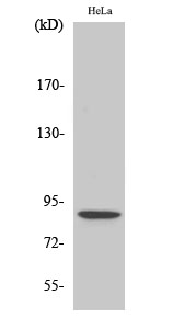 Fig. Western Blot analysis of various cells using Phospho-Stat5 (S726/731) Polyclonal Antibody diluted at 1:500.