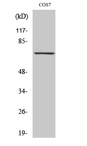 Fig. Western Blot analysis of various cells using Phospho-Syk (Y525) Polyclonal Antibody.