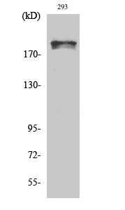 Fig. Western Blot analysis of various cells using Phospho-WNK1 (T60) Polyclonal Antibody.