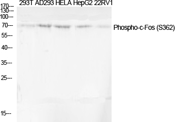 Fig.1. Western Blot analysis of various cells using Phospho-c-Fos (S362) Polyclonal Antibody diluted at 1:2000.