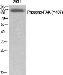 Fig.1. Western Blot analysis of various cells using Phospho-FAK (Y407) Polyclonal Antibody diluted at 1:1000.