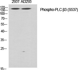 Fig.1. Western Blot analysis of various cells using Phospho-PLC β3 (S537) Polyclonal Antibody diluted at 1:500.