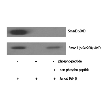 Fig.1. Western Blot analysis of various cells using Phospho-Smad3 (S208) Polyclonal Antibody.