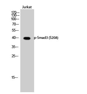 Fig.2. Western Blot analysis of Jurkat cells using Phospho-Smad3 (S208) Polyclonal Antibody.