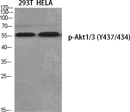Fig.1. Western Blot analysis of various cells using Phospho-Akt1/3 (Y437/434) Polyclonal Antibody diluted at 1:1000.