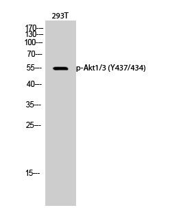 Fig.2. Western Blot analysis of 293T cells using Phospho-Akt1/3 (Y437/434) Polyclonal Antibody diluted at 1:1000.