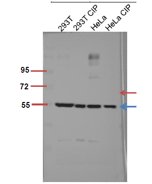 Fig.3. The picture was kindly provided by our customer,antibody was diluted at 1:500.