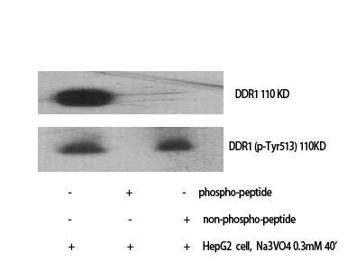 Fig. Western Blot analysis of various cells using Phospho-DDR1 (Y513) Polyclonal Antibody.