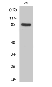 Fig.2. Western Blot analysis of 293 cells using Phospho-Cortactin (Y466) Polyclonal Antibody diluted at 1:500.