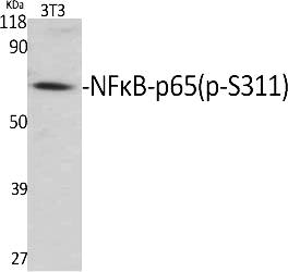 Fig.1. Western Blot analysis of various cells using Phospho-NFκB-p65 (S311) Polyclonal Antibody.