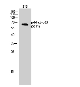 Fig.2. Western Blot analysis of 3T3 cells using Phospho-NFκB-p65 (S311) Polyclonal Antibody.