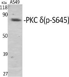 Fig.1. Western Blot analysis of various cells using Phospho-PKC δ (S645) Polyclonal Antibody diluted at 1:1000.