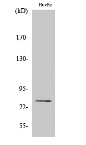 Fig.2. Western Blot analysis of HuvEc cells using Phospho-PKC δ (S645) Polyclonal Antibody diluted at 1:1000.