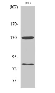 Fig. Western Blot analysis of various cells using Phospho-Adducin α/β (S726/713) Polyclonal Antibody diluted at 1:1000.