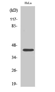 Fig.2. Western Blot analysis of HeLa cells using Phospho-CREB-1 (S142) Polyclonal Antibody diluted at 1:500.