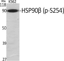 Fig.1. Western Blot analysis of various cells using Phospho-HSP90β (S254) Polyclonal Antibody.