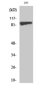 Fig. Western Blot analysis of various cells using Phospho-IGF-IR (Y1161) Polyclonal Antibody diluted at 1:500.