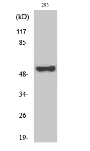 Fig. Western Blot analysis of various cells using Phospho-Cot (T290) Polyclonal Antibody.