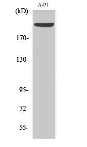 Fig. Western Blot analysis of various cells using Phospho-Separase (S801) Polyclonal Antibody diluted at 1:1000.