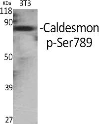 Fig.1. Western Blot analysis of various cells using Phospho-Caldesmon (S789) Polyclonal Antibody.