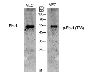 Fig.1. Western Blot analysis of various cells using Phospho-Ets-1 (T38) Polyclonal Antibody.
