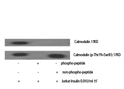 Fig. Western Blot analysis of various cells using Phospho-Calmodulin (T80/S82) Polyclonal Antibody.