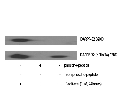 Fig.1. Western Blot analysis of various cells using Phospho-DARPP-32 (T34) Polyclonal Antibody diluted at 1:1000.