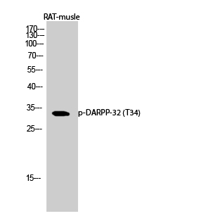 Fig.2. Western Blot analysis of RAT-musle cells using Phospho-DARPP-32 (T34) Polyclonal Antibody diluted at 1:1000.