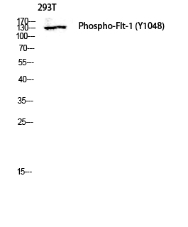 Fig.2. Western blot analysis of 293T lysis using Phospho-Flt-1 (Y1048) antibody. Antibody was diluted at 1:1000.