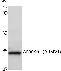 Fig. Western Blot analysis of extracts from NIH-3T3 cells, using Phospho-Annexin I (Y21) Polyclonal Antibody.