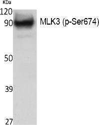 Fig. Western Blot analysis of extracts from NIH-3T3 cells, using Phospho-MLK3 (S674) Polyclonal Antibody.
