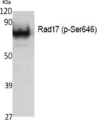 Fig. Western Blot analysis of extracts from K562 cells, using Phospho-Rad17 (S646) Polyclonal Antibody.