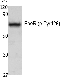 Fig. Western Blot analysis of extracts from K562 cells, using Phospho-EpoR (Y426) Polyclonal Antibody.