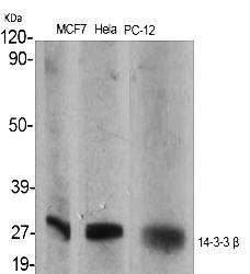 Fig.1. Western Blot analysis of various cells using 14-3-3 β Polyclonal Antibody.
