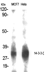 Fig.1. Western Blot analysis of various cells using 14-3-3 ζ Polyclonal Antibody diluted at 1:1000.