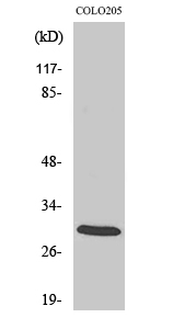 Fig.2. Western Blot analysis of COLO205 cells using 14-3-3 ζ Polyclonal Antibody diluted at 1:1000.