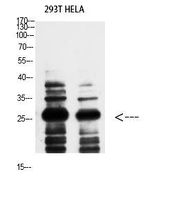 Fig.3. Western Blot analysis of 293T HELA using 14-3-3 ζ Polyclonal Antibody diluted at 1:1000. Secondary antibody was diluted at 1:20000.