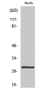 Fig. Western Blot analysis of various cells using 14-3-3 θ Polyclonal Antibody diluted at 1:1000.