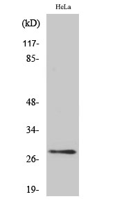 Fig. Western Blot analysis of various cells using 14-3-3 θ/τ Polyclonal Antibody diluted at 1:500.